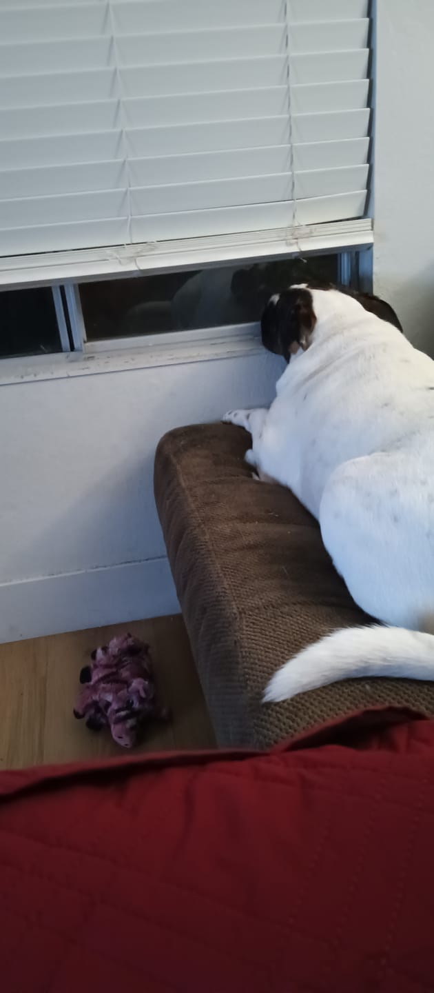 Customer photo review of 12 Inch Jumbo Braided Bully Stick