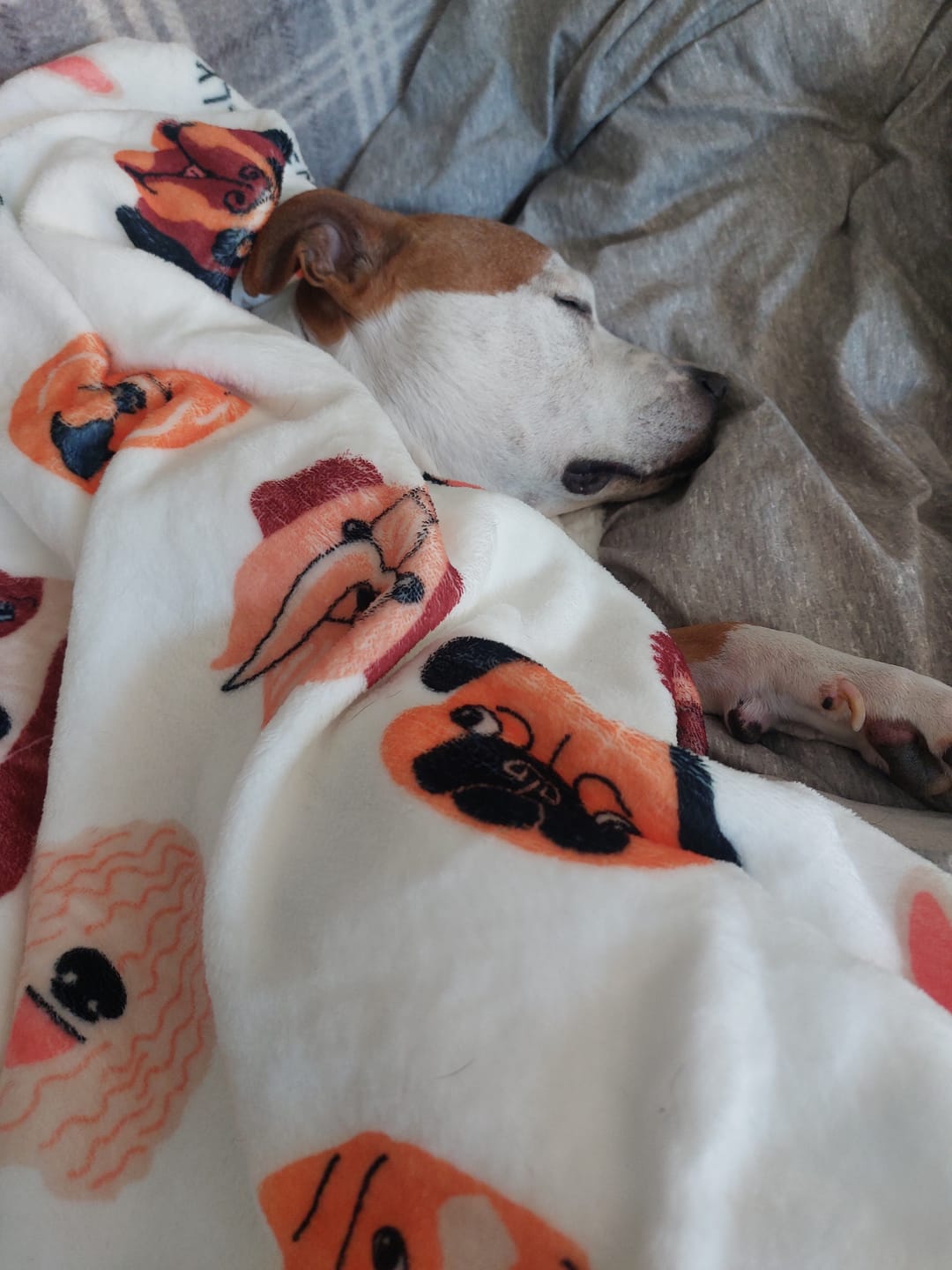 Customer photo review of Luxury Dog & Human Blanket