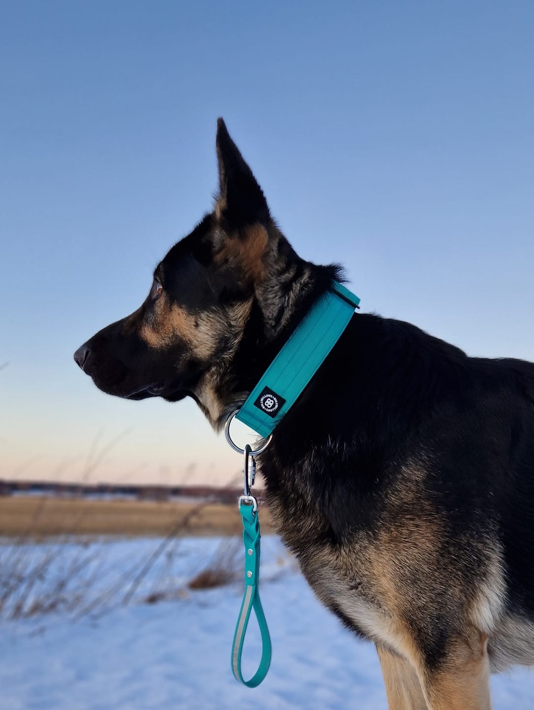Customer photo review of 5cm Combat® Collar | NO Handle & Secure Clip - Turquoise