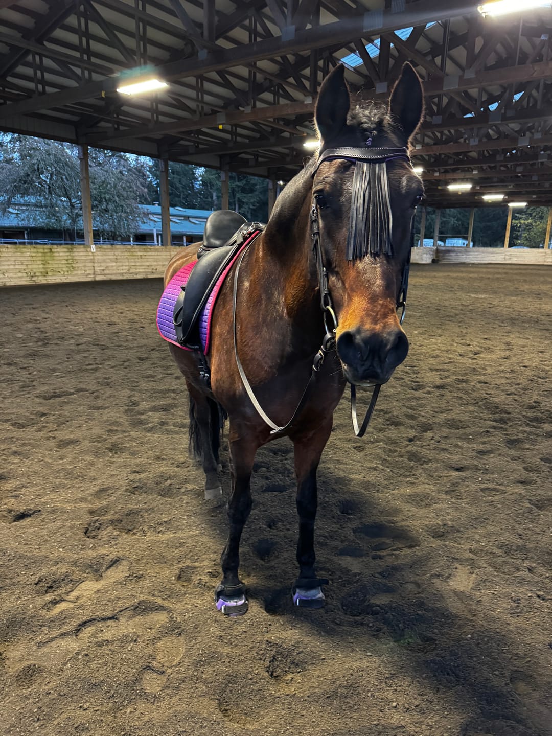 Customer photo review of Renegade® Viper™ Mystic Purple - 125x125