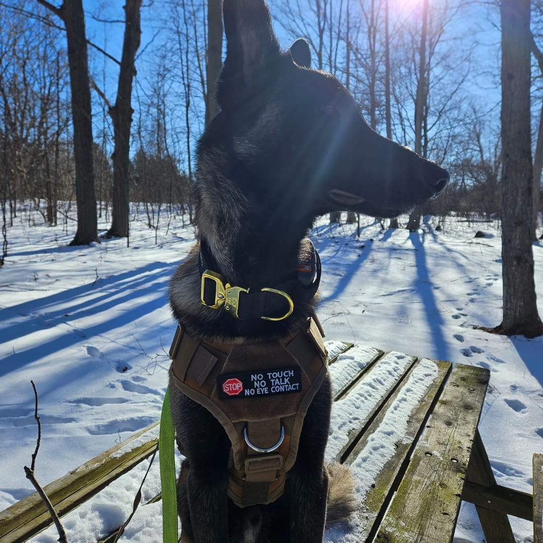 Customer photo review of 2" Tactik Dog Collar - Black