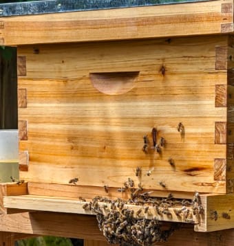 Customer photo review of MayBee Hives 10 Frame Best Beekeeping Starter Kit Include 22 pcs Beekeeping Tool,Wax Coated Langstroth Deep Brood Bee Box with 100% Beeswax Plastic Foundation,Beekeeping Veil for Beginners Beekeeper