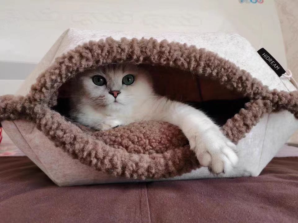 Customer photo review of Semi-Enclosed Dual-Mode Shell Cat Bed