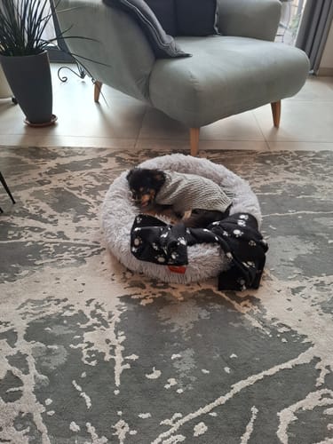 Customer photo review of Puppery Hundebett Wolke 7 - Das Original