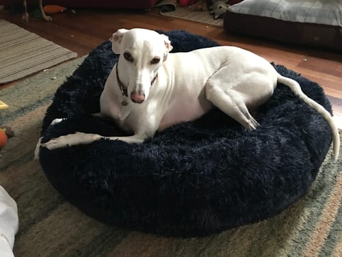 Customer photo review of Super Plush Donut Bed