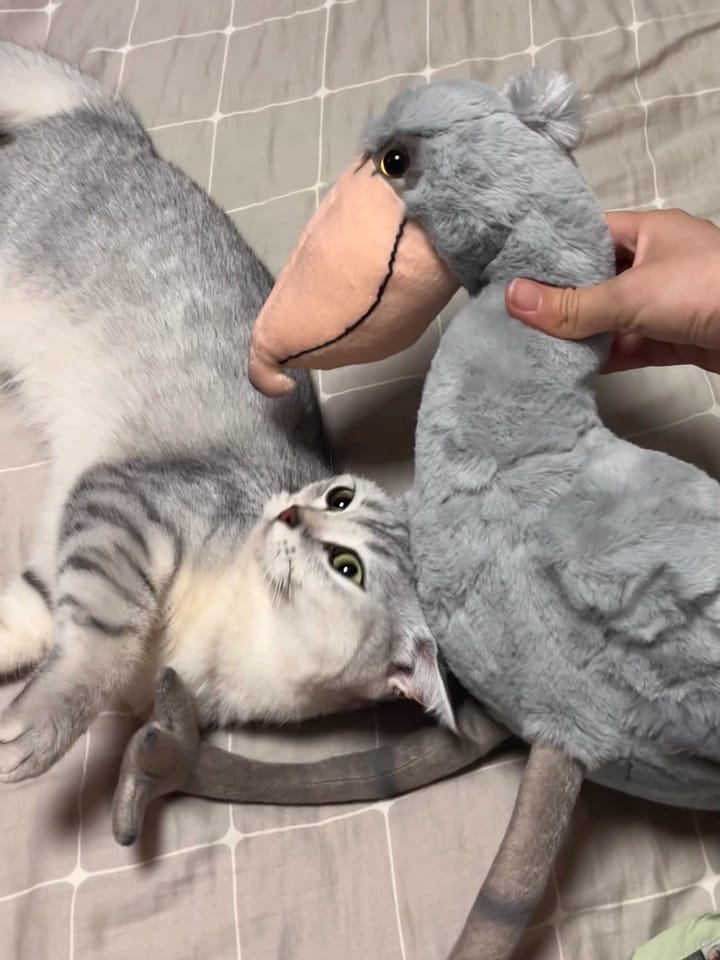 Customer photo review of Shoebill Bird Soft Plush Stuffed Animal Toy