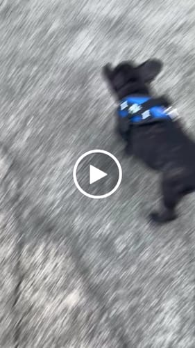 Customer video review of FunFunPet 高機能ハーネス（お名前タグ作成サービス付き）