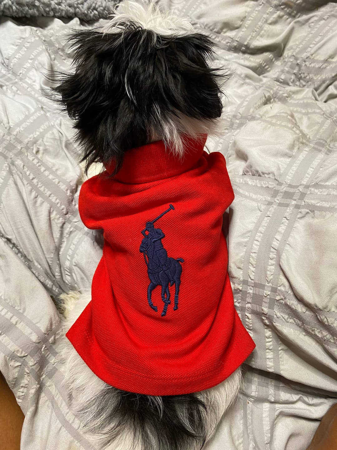 Customer photo review of Polo Ralph Lauren Big-Pony Mesh Dog Polo Shirt