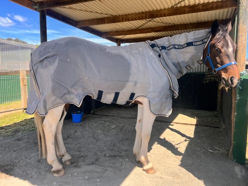 Customer photo review of Rambo Protector Plus Fly Rug
