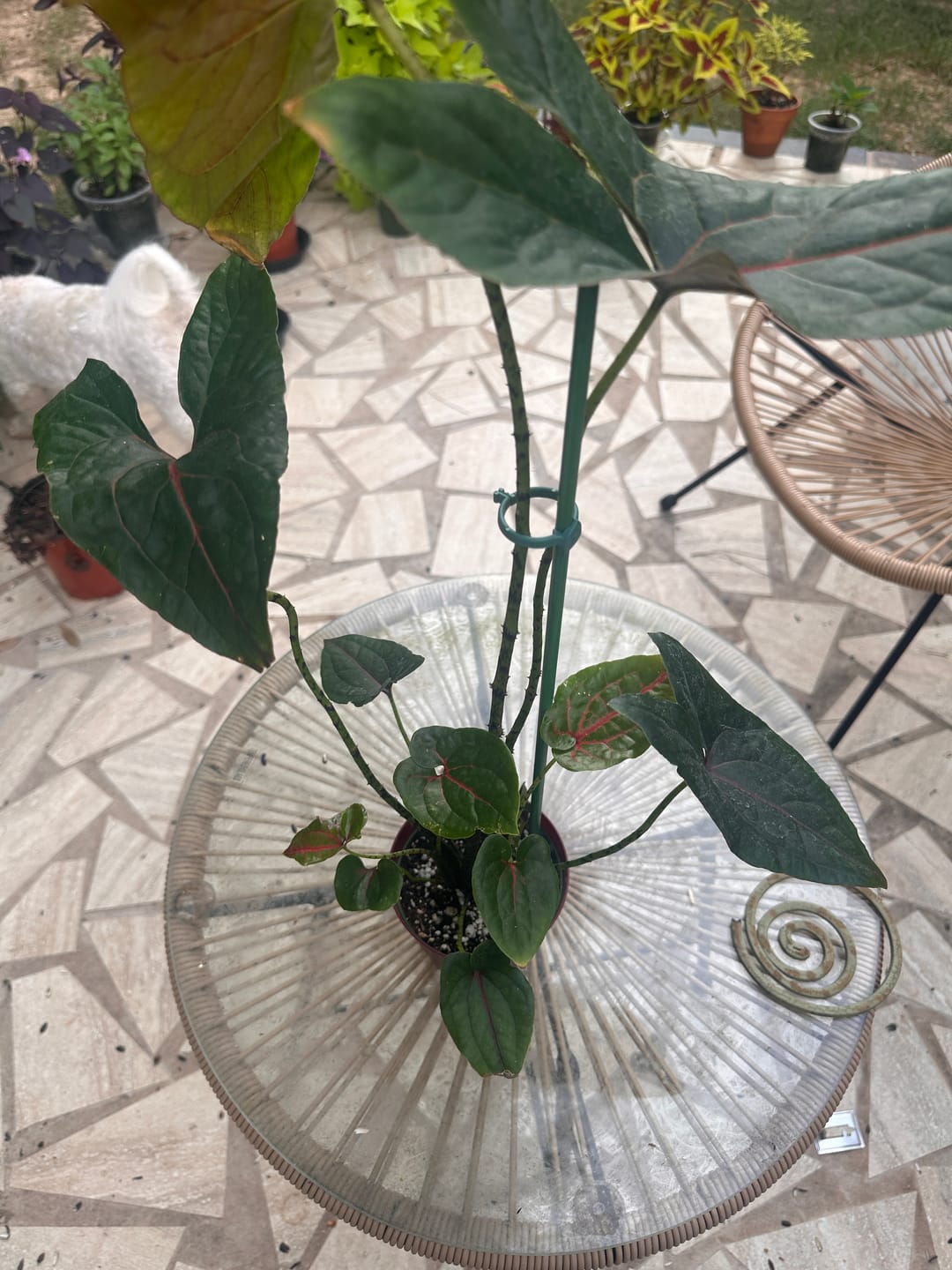 Customer photo review of Cyrtosperma johnstonii