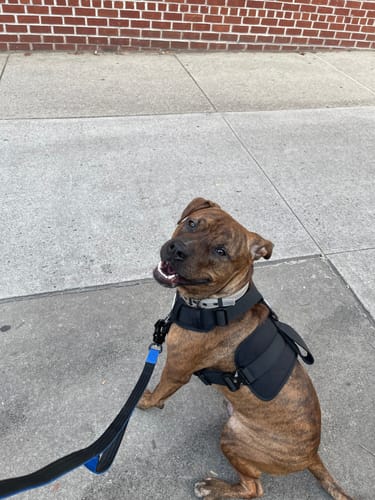 Customer photo review of No Pull Bully Proof Harness
