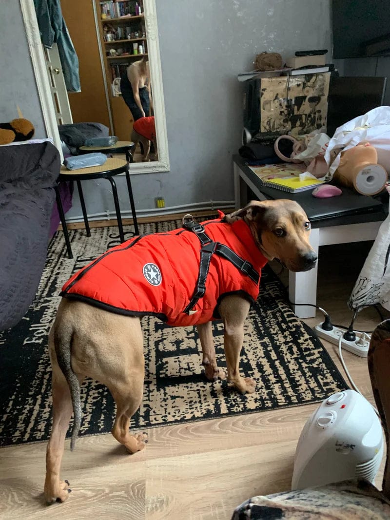 Customer photo review of PawShield - Honden Winterjas Winterjas Voor Hond