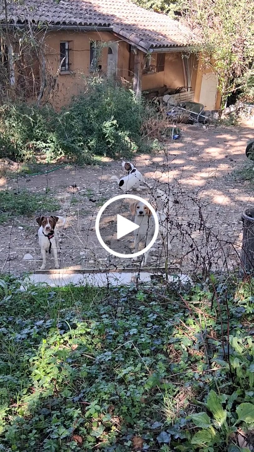 Customer video review of Collier Anti Aboiement PuppySafe