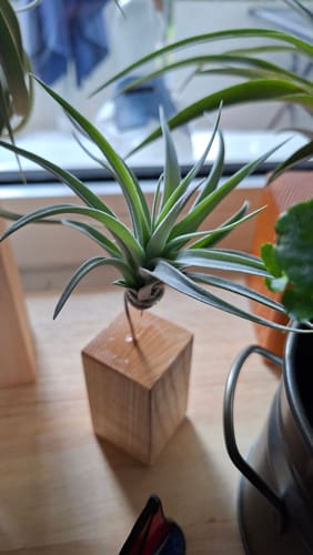 Customer photo review of Tilly Xylo - Esche