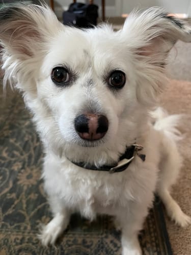 Customer photo review of Rover - Classic Cognac Full-Grain Leather Dog Collar