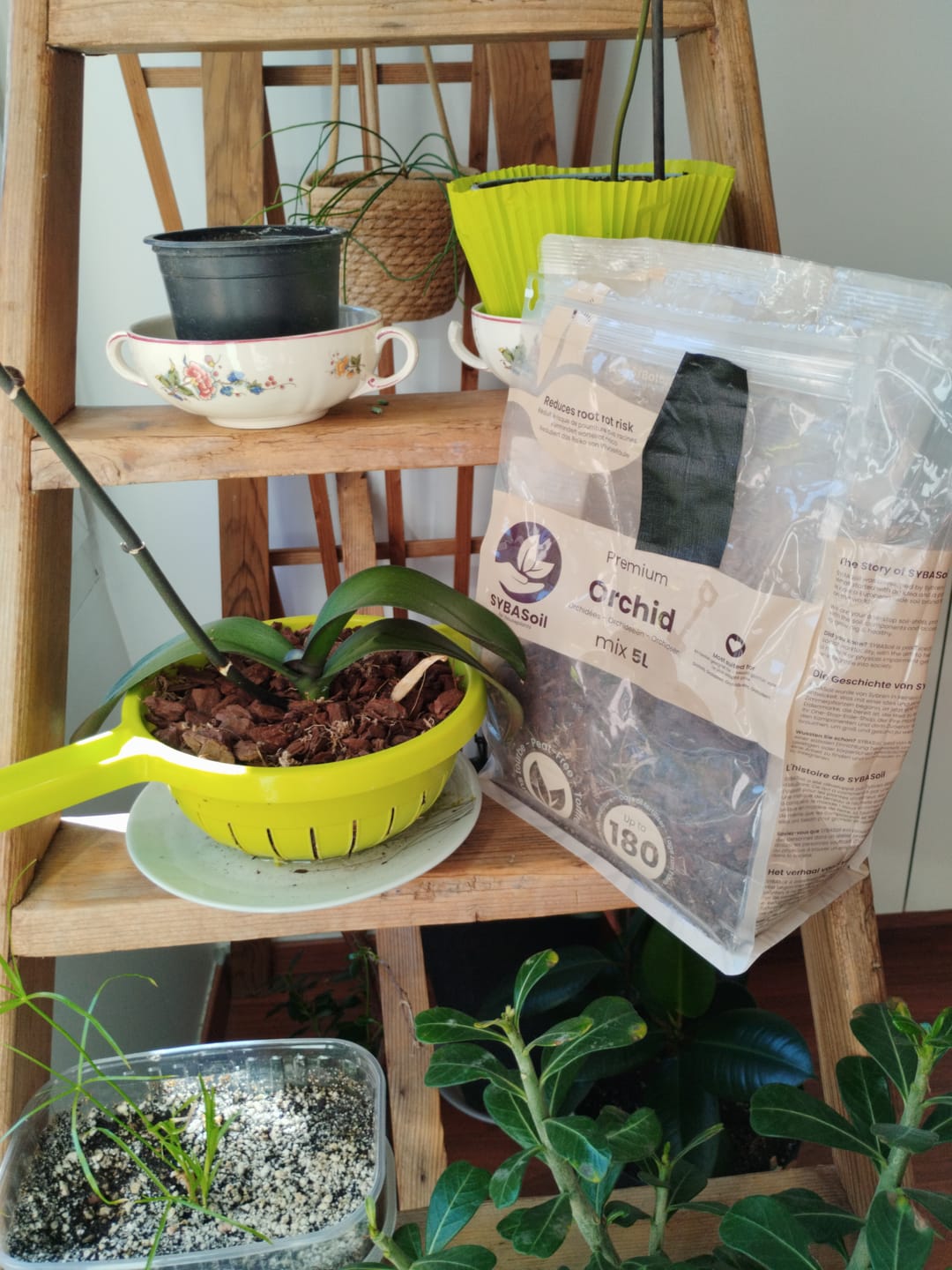 Customer photo review of Orchid Mix