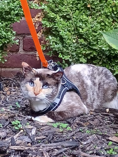 Customer photo review of Explorer Harness | Less boredom. More discovery. A better life for your indoor cat.