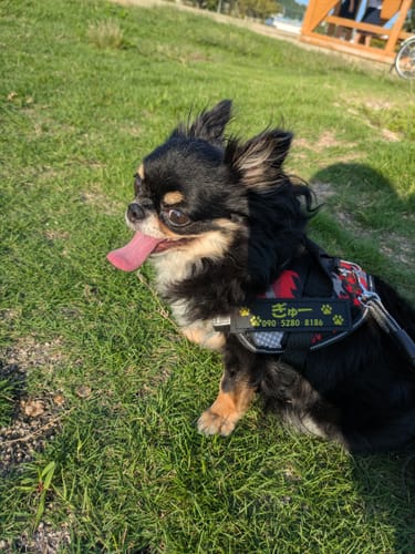 Customer photo review of FunFunPet 高機能ハーネス（お名前タグ作成サービス付き）