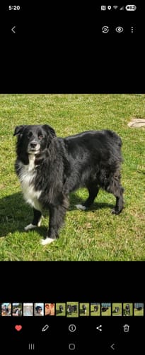 Customer photo review of Organic Coconut Pet CBD Oil (Multiple Sizes)