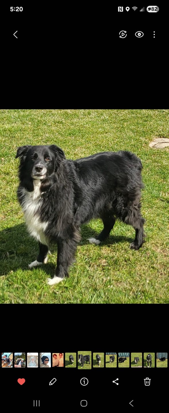 Customer photo review of Organic Coconut Pet CBD Oil (Multiple Sizes)