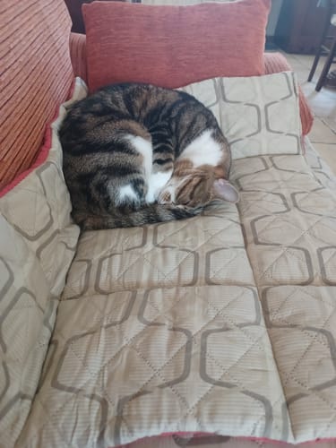 Agnese B. review of Diffusore Calmante per Gatti image 1 out of 1