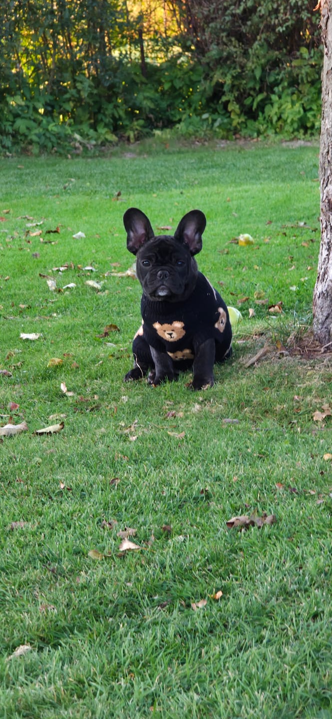 Customer photo review of Broken Teddy Bear Knit Dog Sweater - Black