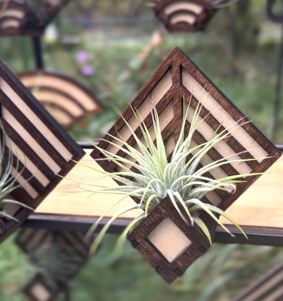 Customer photo review of Wholesale Ionantha Guatemala Medium  (Minimum Order 10)