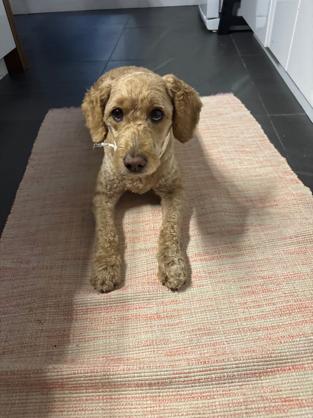 Customer photo review of TOXY (Reins, soucis urinaires, détoxication) pour chiens et chats