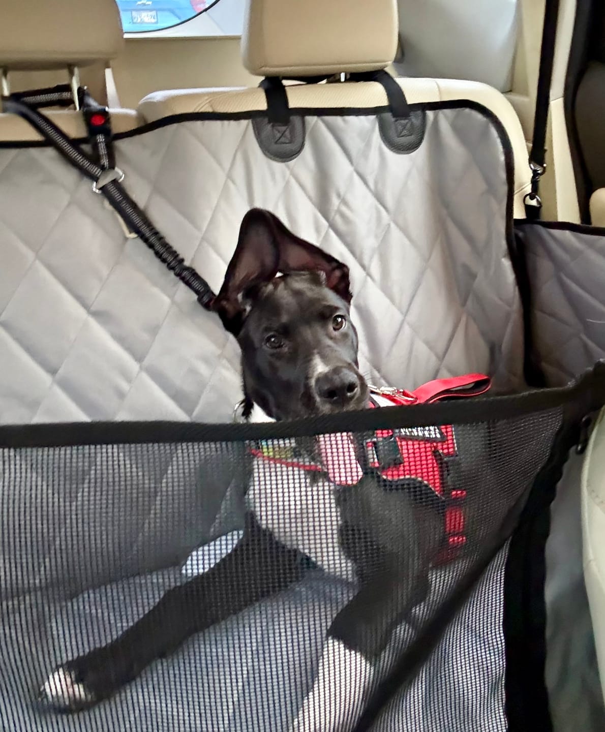 Customer photo review of 4Knines Hard Bottom Extender Car Seat Cover for Dogs - Regular