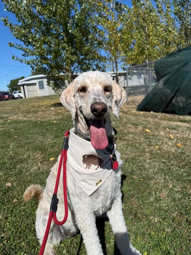 Customer photo review of Embroidered Neutral Buffalo Bandana