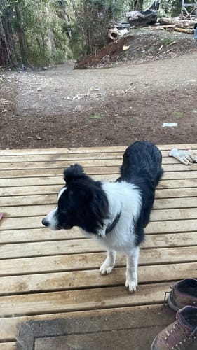 Customer photo review of Placa Azul Mix