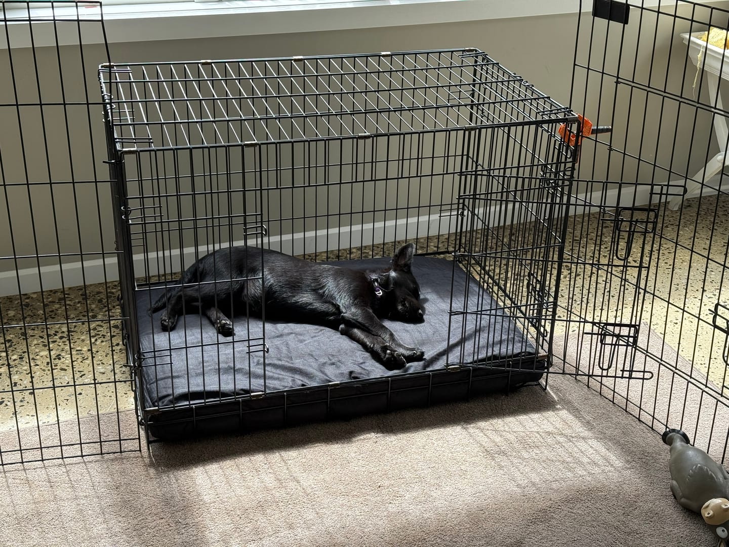 Customer photo review of Kangaroo Dog Crate Mat