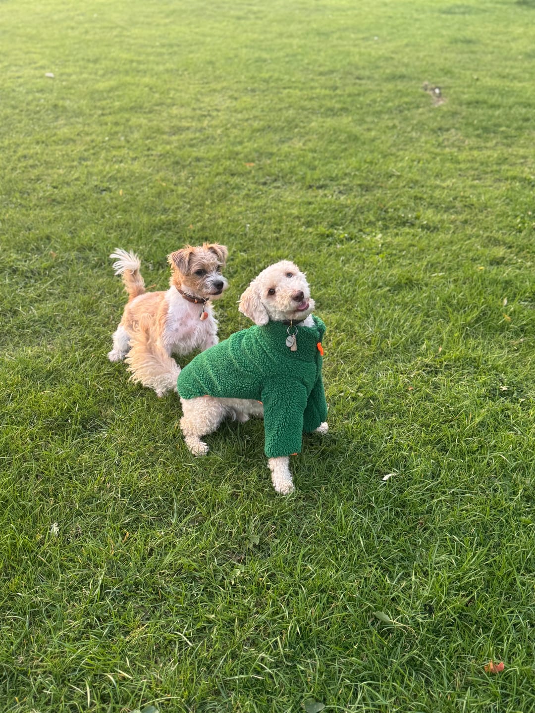 Customer photo review of Monkey Fleece Jacket