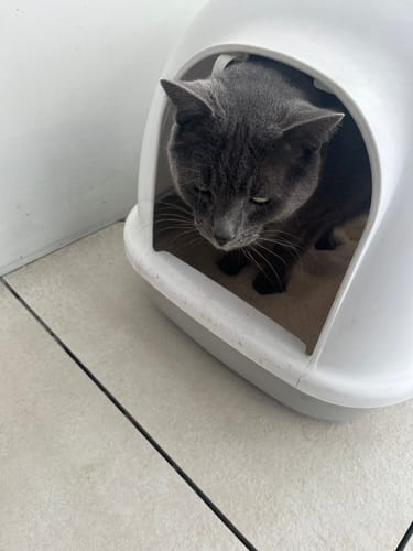 Customer photo review of 3 Month Supply - 1 Cat