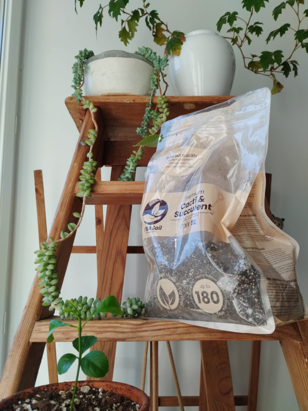 Customer photo review of Cacti & Succulent Mix