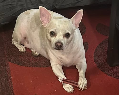 Customer photo review of 6 Inch Standard Bully Sticks