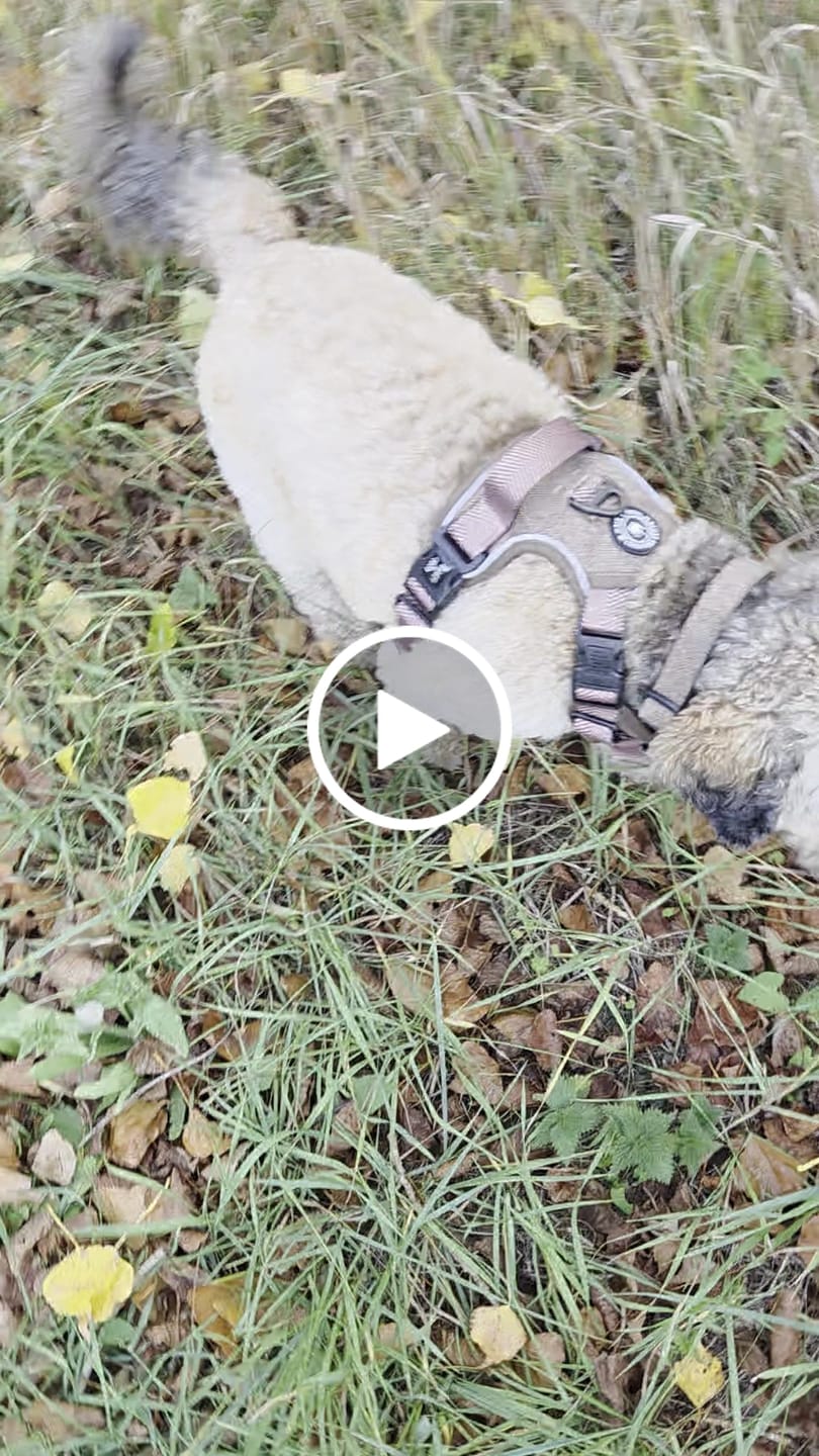 Customer video review of Adjustable Collar - Oxford Tweed