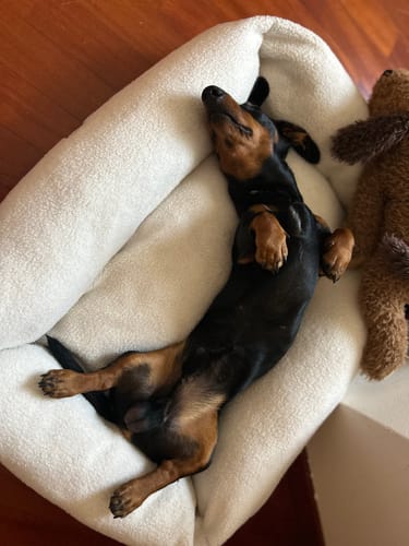 Customer photo review of Divanetto Boucle Teddy Bianco