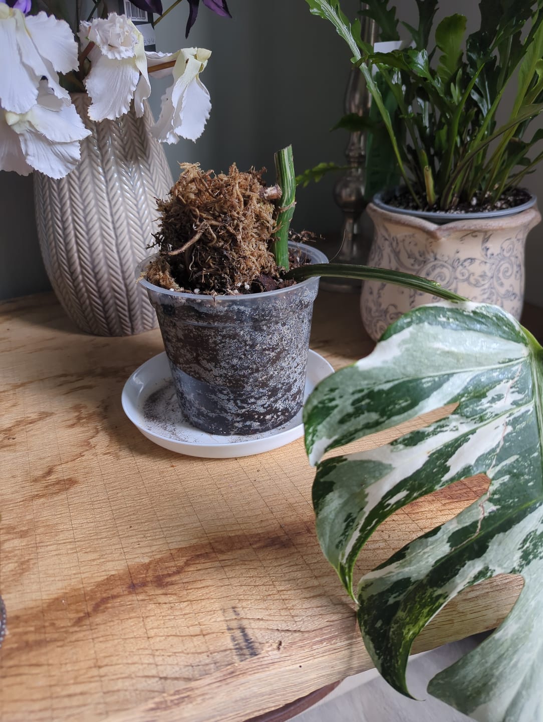 Customer photo review of Clear Orchid Plant Pots