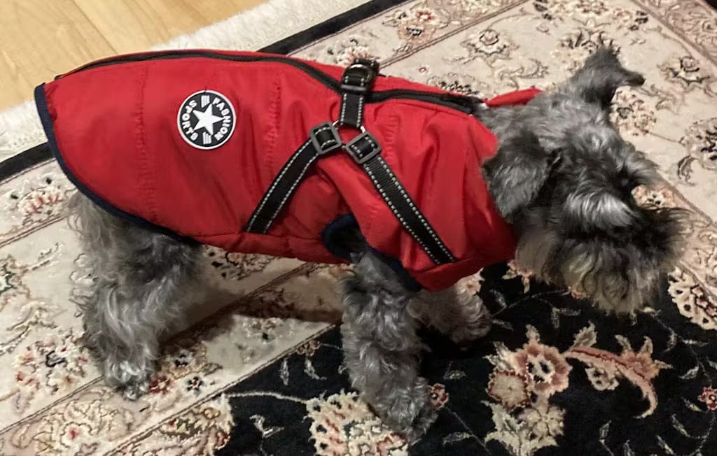 Customer photo review of PawShield - Honden Winterjas Winterjas Voor Hond