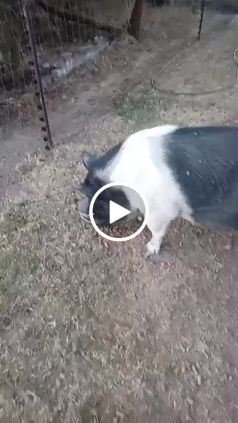 Customer video review of Flexcare Equine (Joint Supplement For Horses)