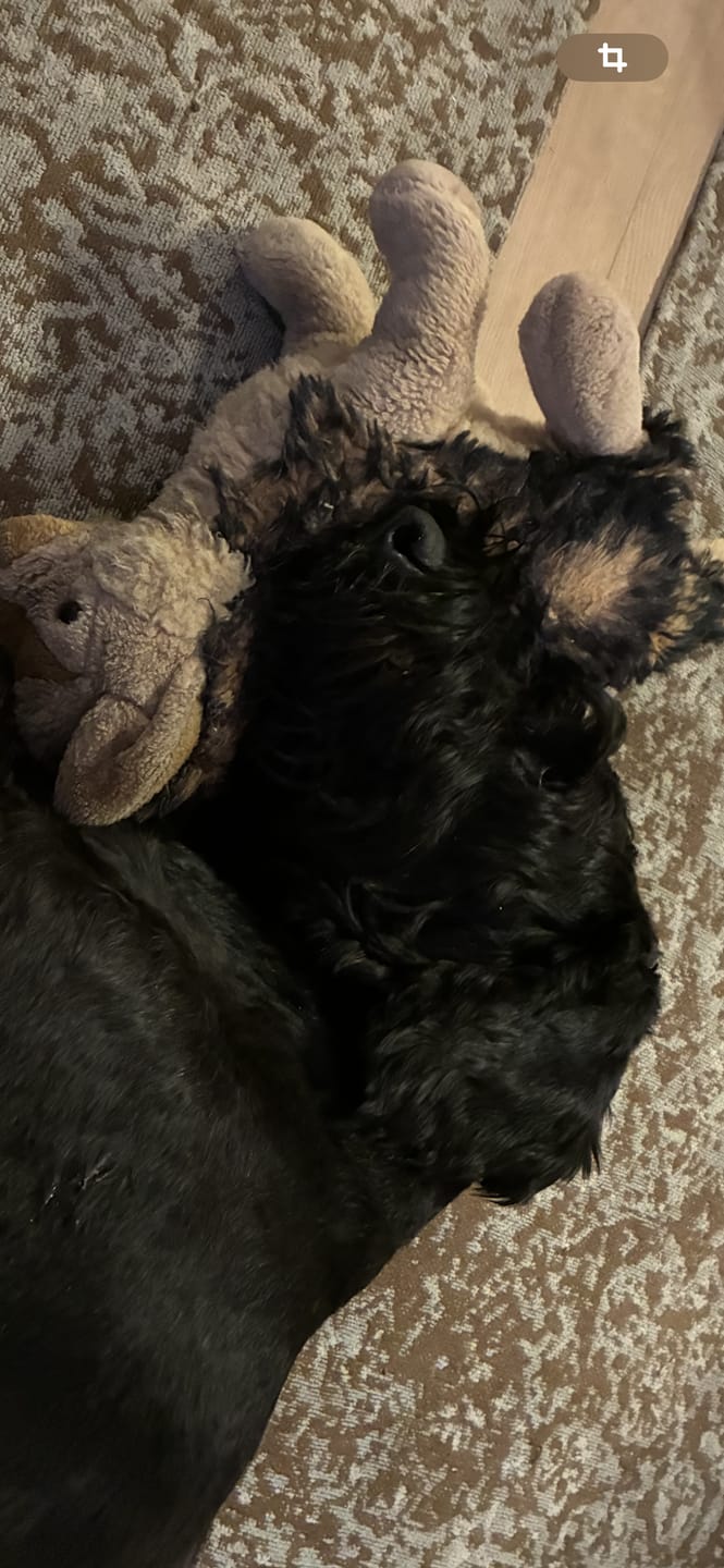 Customer photo review of Dogstation Classic