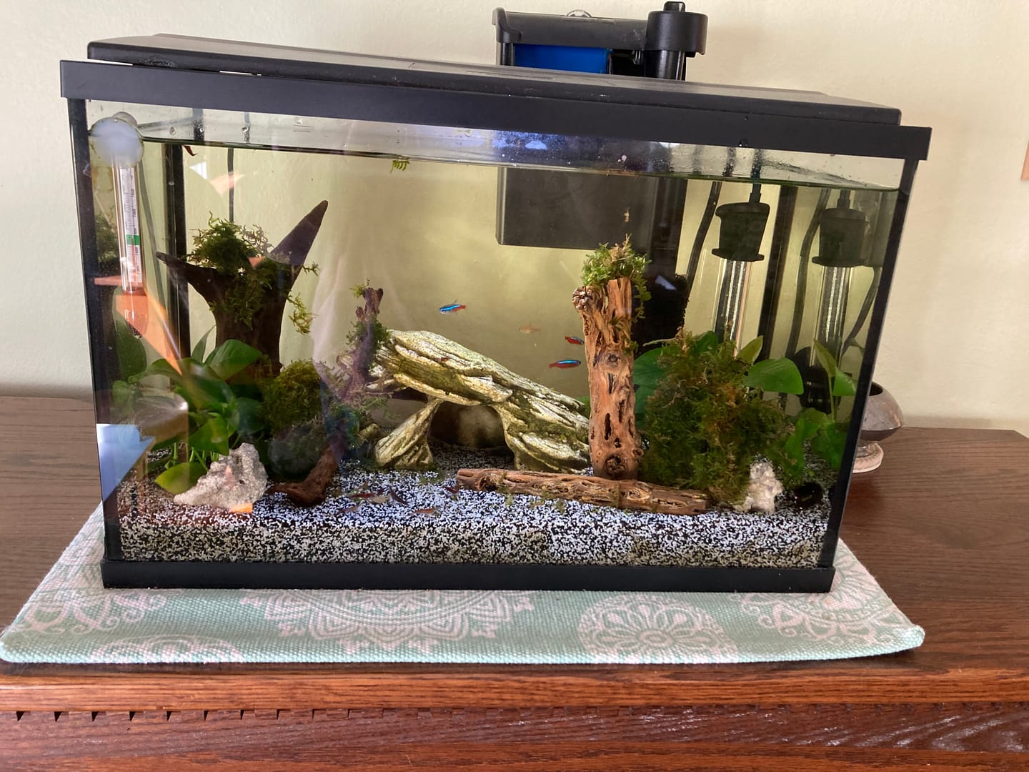 Customer photo review of Java Moss (Golf Ball Size)