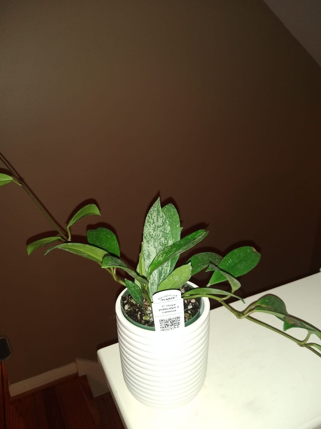 Customer photo review of Hoya pubicalyx x carnosa