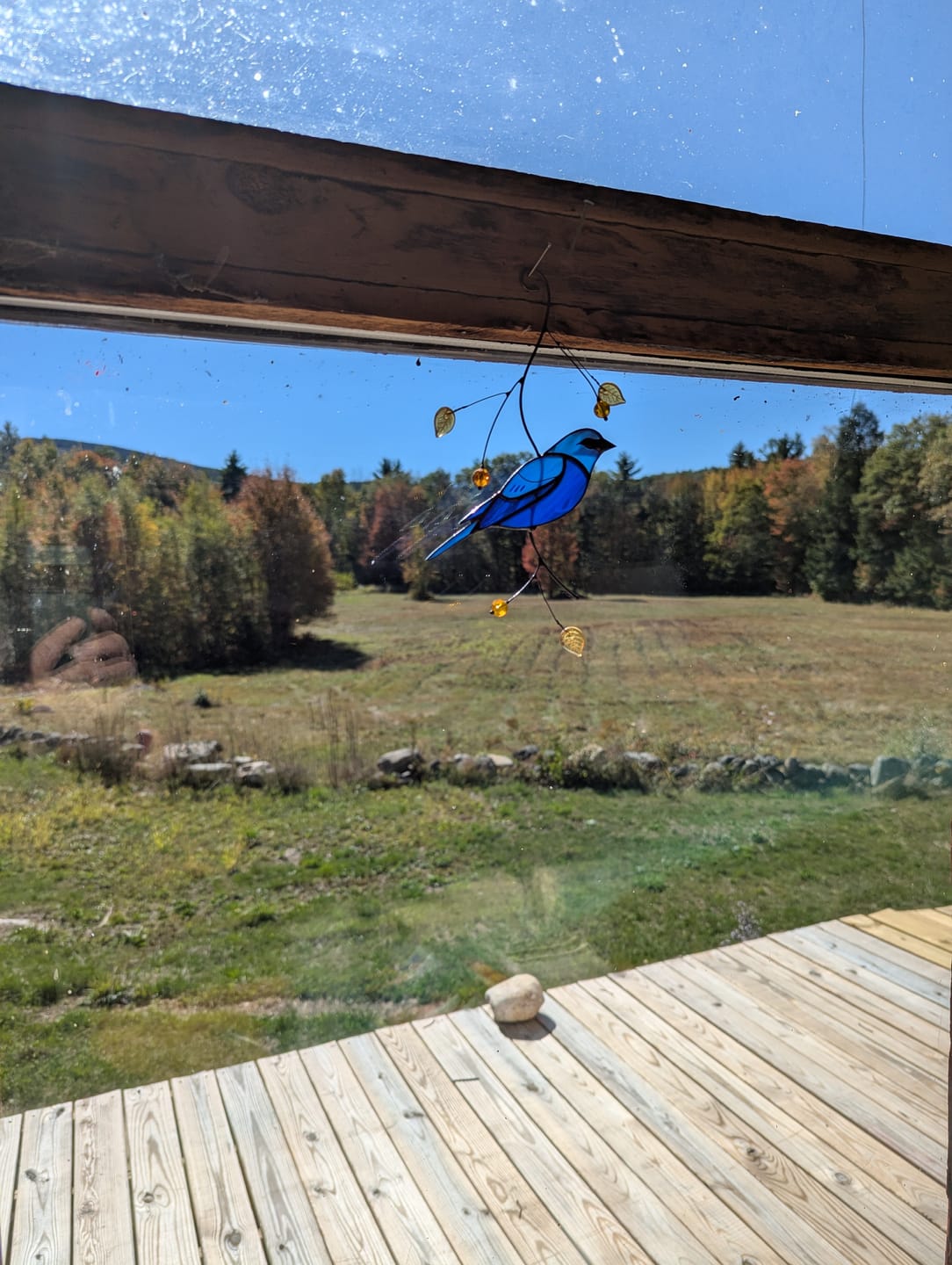 Customer photo review of Indigo Bunting Bird