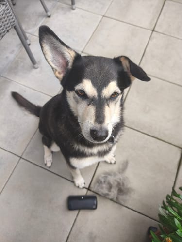 Customer photo review of Fellwunder Bürste  - Der Bestseller