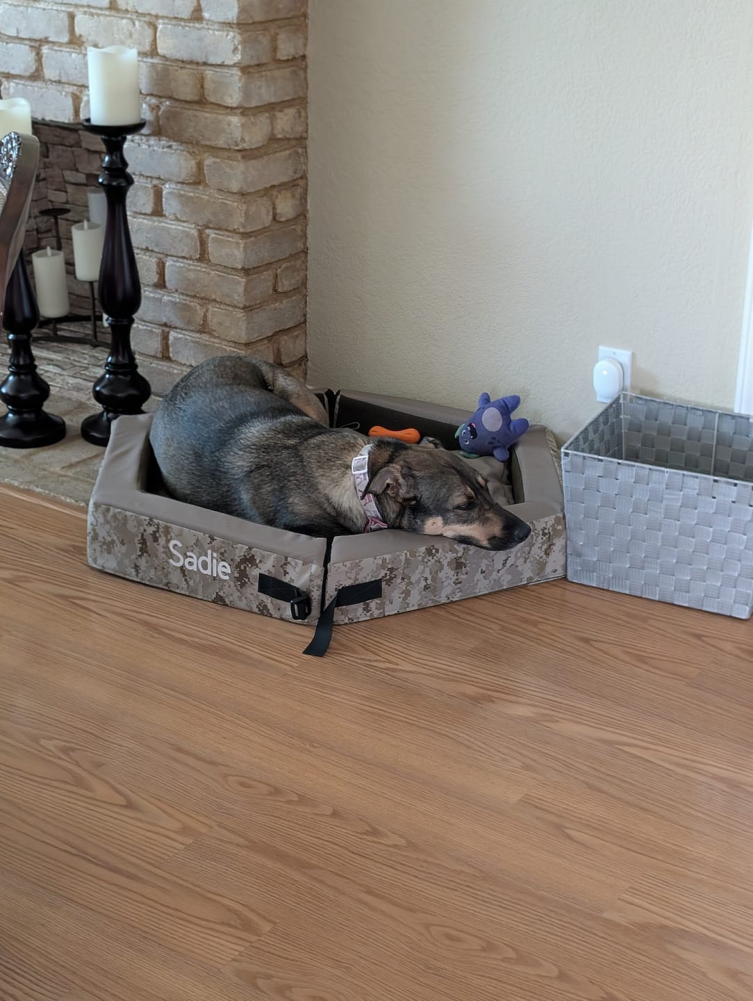 Customer photo review of Hexagon "JAX" Foldable Pet Bed  *PREORDER*