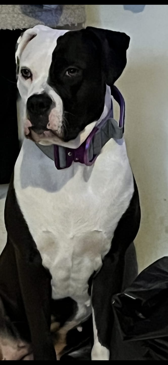 Customer photo review of 1.4m Lighter Swivel Combat Lead | Anti-Tangle & Secure Clip - Purple x Metal Grey