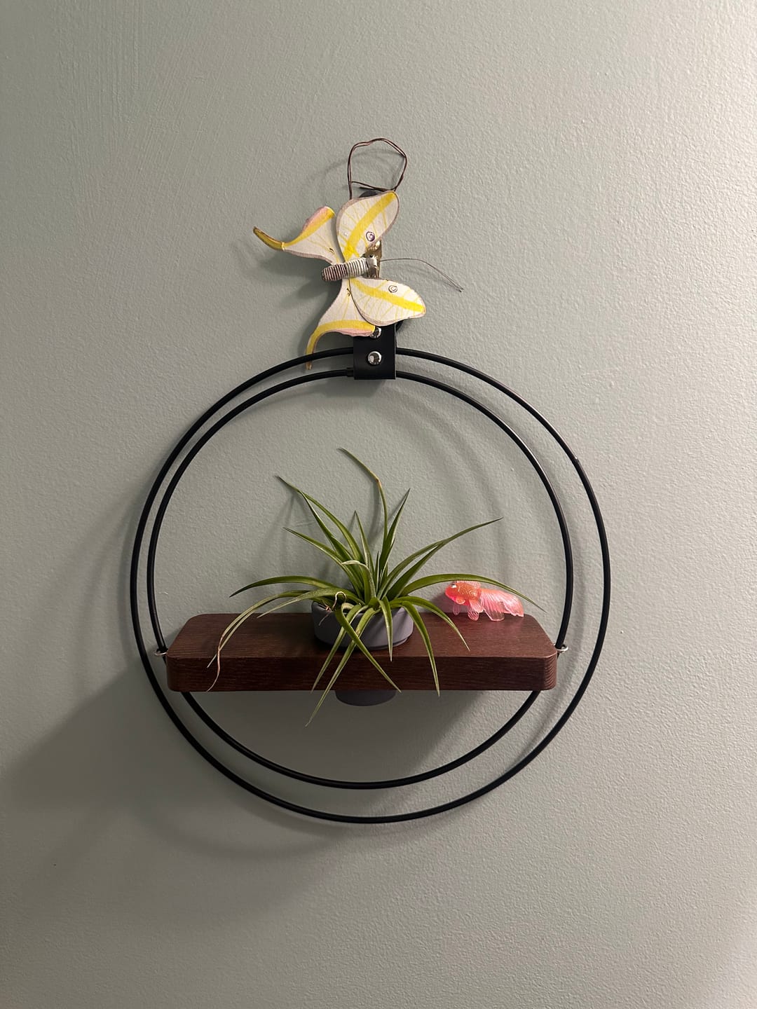 Customer photo review of Air Plant Shelf + Pot