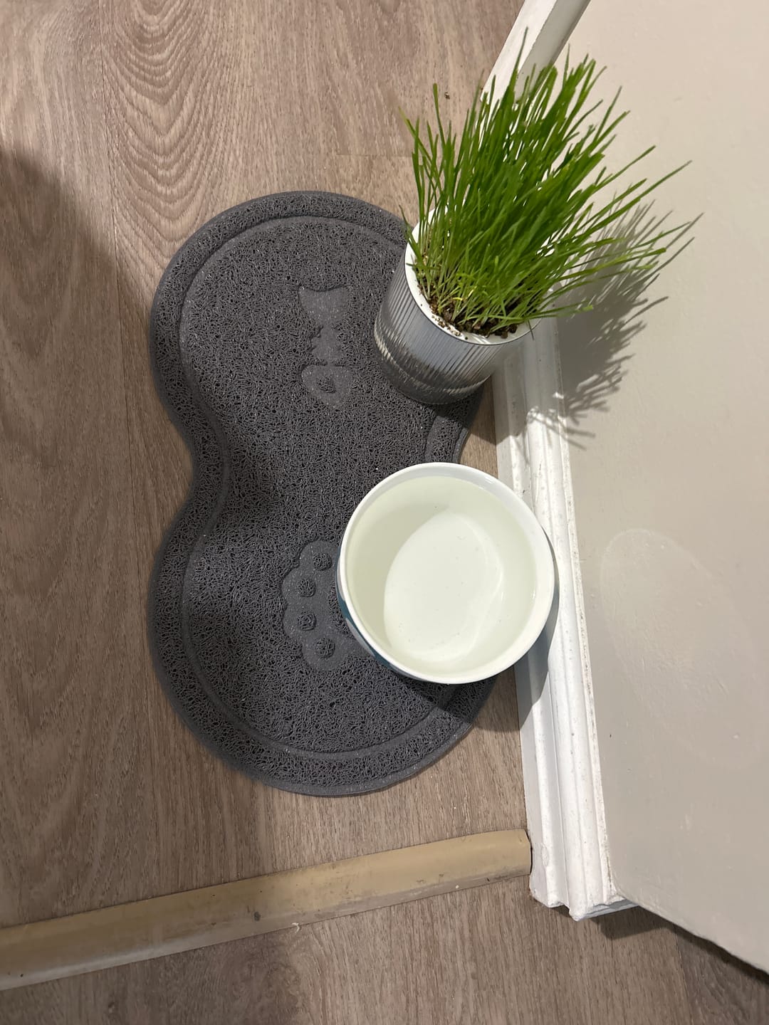 Customer photo review of Michu Cat Grass Seed Replacement Pack - The Ultimate Solution for Lush and Healthy Cat Grass Growth in Australia